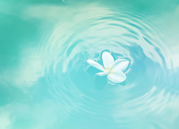 flor flotant a l'aigua